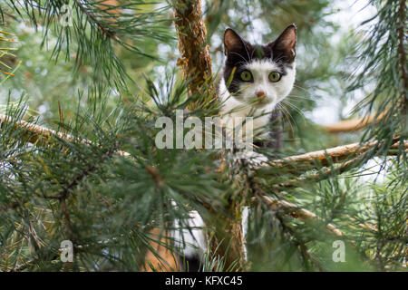 Chat noir et blanc en hauteur sur un pin, à la recherche dans l'appareil photo Banque D'Images