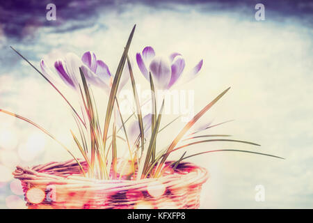 Printemps nature fond avec Crocus fleurs et bokeh Banque D'Images