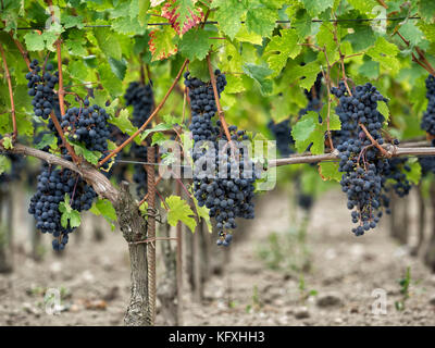 Raisins mûrs sur la vigne dans le vignoble de la région de Saint-Enilion en France Banque D'Images