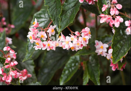 Begonia 'Lucerna' fleurs. Banque D'Images