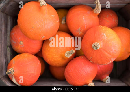 Citrouilles orange dans la caisse à vendre aux pays bas Banque D'Images