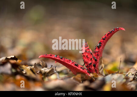 Phalle impudique (clathrus archeri Octopus), Hesse, Allemagne Banque D'Images