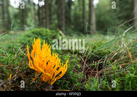 Stagshorn jaune (calocera viscosa) sur le sol forestier, Hesse, Allemagne Banque D'Images