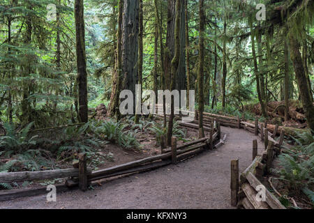 Cathedral Grove, parc national Pacific Rim, l'île de Vancouver, Colombie-Britannique, Canada Banque D'Images