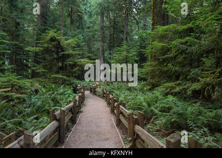 Cathedral Grove, parc national Pacific Rim, l'île de Vancouver, Colombie-Britannique, Canada Banque D'Images