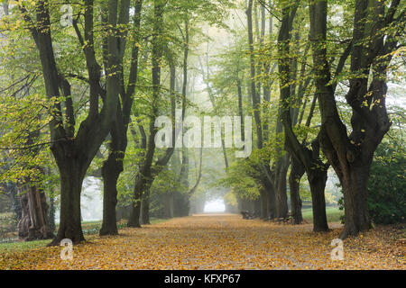 Radduscher en automne, tôt le matin, brouillard, rombergpark Dortmund, Ruhr, Rhénanie du Nord-Westphalie, Allemagne Banque D'Images