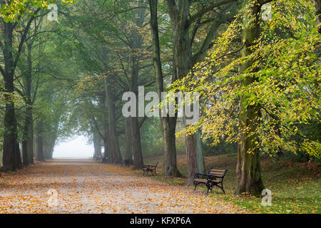 Radduscher en automne, tôt le matin, brouillard, rombergpark Dortmund, Ruhr, Rhénanie du Nord-Westphalie, Allemagne Banque D'Images