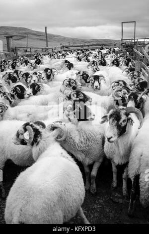 Pas d'évasion : Kettled moutons Swaledale ci-dessus s'installer, Yorkshire Dales National Park, Royaume-Uni Banque D'Images