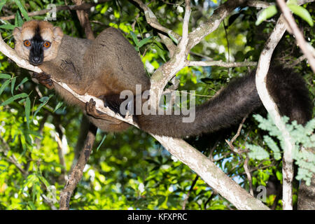 Lémurien à la façade rouge (eulemur rufifrons) dans l'arbre, le parc national de Kirindy, madagascar Banque D'Images