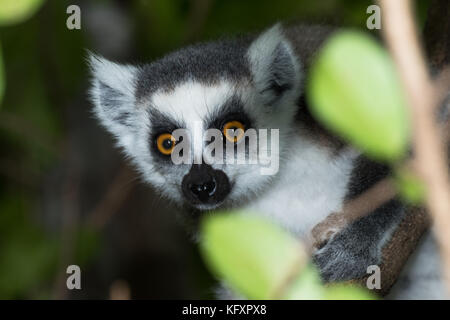 Untitled document (Lemur catta) dans l'arbre, portrait, Anja réserve communautaire, madagascar Banque D'Images