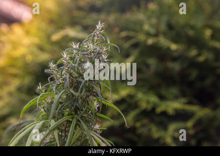 Medical cannabis sativa dans un jardin. Banque D'Images