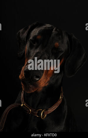Drôle de portrait low key noir magnifique doberman chien de fermer ses yeux. légèrement la tête inclinée. adorabe. look close up portrait vertical. Banque D'Images