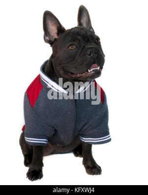 Bouledogue français bleu vêtue de collège école de sport type mascotte,portrait, sur un fond blanc, isolé de tout le corps d'une tête en haut yeux loo Banque D'Images