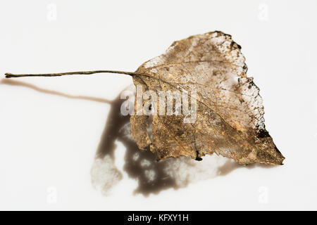 Feuille sèche partiellement décomposé en hiver - squelette d'or avec son ombre sur fond blanc Banque D'Images