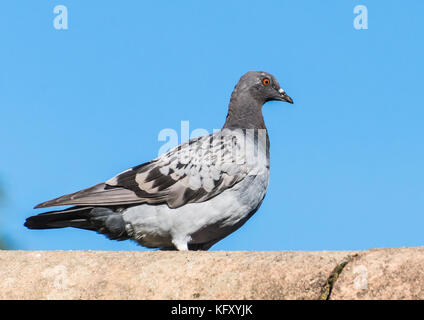 La prise d'un pigeon posé sur un toit. Banque D'Images