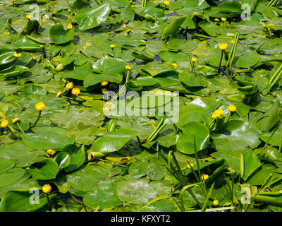 Touffes denses de floraison jaune près de l'eau lillies river Way près de Waverley Abbey House, Farnham, Surrey, England UK Banque D'Images