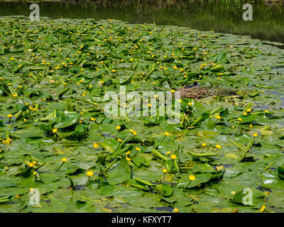 Touffes denses de floraison jaune avec de l'eau lillies Foulque nid près de River Way près de Waverley Abbey House, Farnham, Surrey, Angleterre, Royaume-Uni Banque D'Images