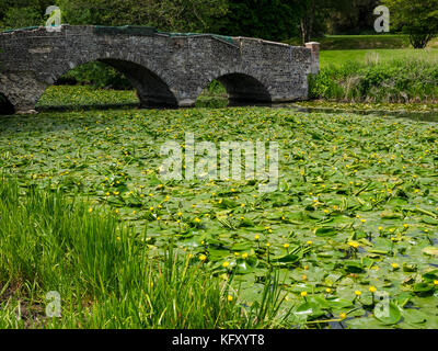 Touffes denses de floraison jaune près de l'eau lillies river Way près de Waverley Abbey House, Farnham, Surrey, England UK Banque D'Images