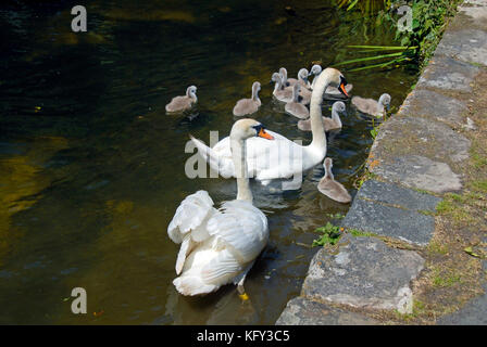 Paire de cygnes muets avec dix cygnets Banque D'Images