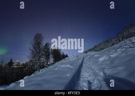 Northern Lights sur les bois Banque D'Images