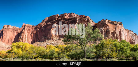 Les feuilles d'automne dans la région de Fruita Capitol Reef National Park, Utah-NOUS Banque D'Images