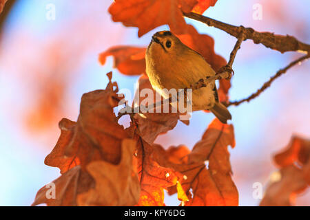 L'automne photo avec orange feuilles et d'oiseaux chanteurs Banque D'Images