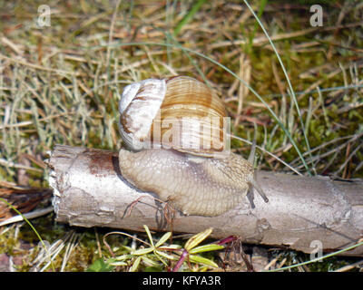 Gros escargot sur journal en bois close up Banque D'Images