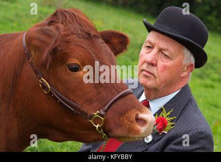 George Godber (bovins show juge) dans son évaluation des vêtements, à la maison , dans Holberrow vert, nr.Redditch, avec l'une de ses vaches Dexter Banque D'Images