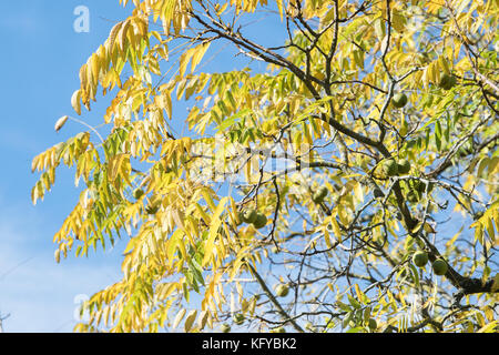 Juglans nigra. Noyer noir de l'Est et les fruits et les feuilles à l'automne contre un ciel bleu. UK Banque D'Images