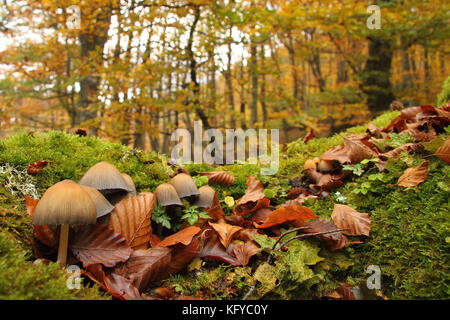 Les champignons en forêt de hêtres en automne. Asturias, Espagne. Banque D'Images