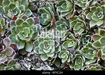 Houseleek (semprevivum sp.) dans les Asturies, en Espagne. Banque D'Images