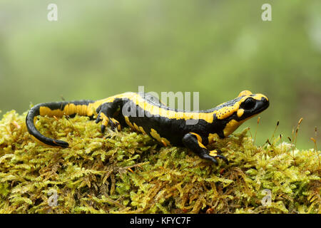 (Salamandra salamandra salamandre terrestre) en forêt de hêtres d'Asturies, Espagne. Banque D'Images