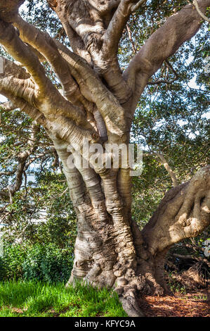 D'énormes racines d'un contrefort Moreton Bay Fig sur les rives de l'eau de Brisbane à Woy Woy, Central Coast, New South Wales, Australie Banque D'Images