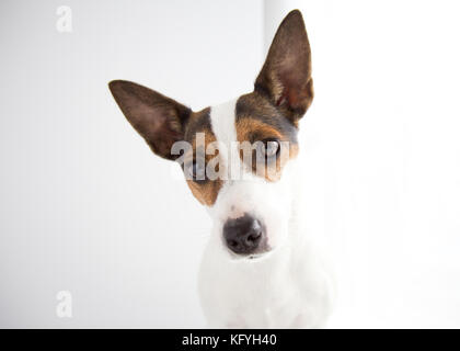 Portrait de Jack Russell Terrier de chien avec fond blanc Banque D'Images