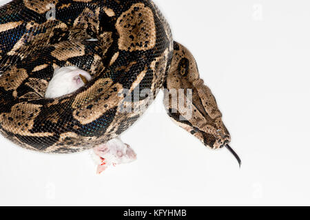 St. Paul, Minnesota.. les animaux de columbian red-tailed boa, aussi appelé le boa, commune de la famille des Boïdés. nom scientifique du Mississipi crus. Banque D'Images
