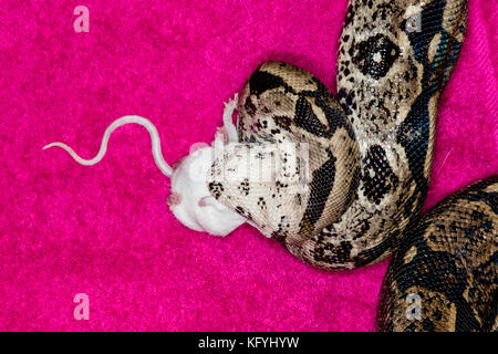 St. Paul, Minnesota.. les animaux de columbian red-tailed boa, aussi appelé le boa, commune de la famille des Boïdés. nom scientifique du Mississipi snak. Banque D'Images