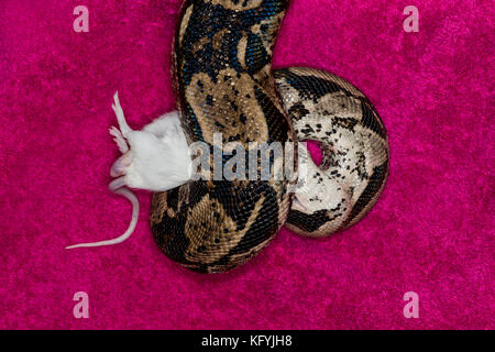 St. Paul, Minnesota.. les animaux de columbian red-tailed boa, aussi appelé le boa, commune de la famille des Boïdés. nom scientifique du Mississipi snak. Banque D'Images