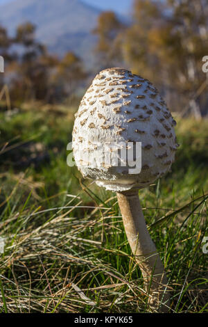 Perspective peu tourné de jeunes coulemelle (macrolepiota procera) avec en fond de paysage alpin. Banque D'Images