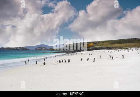 Paysage des îles Falkland avec large plage de sable blanc, eau turquoise, aucun peuple, mais une colonie de manchots à la ludique. Banque D'Images
