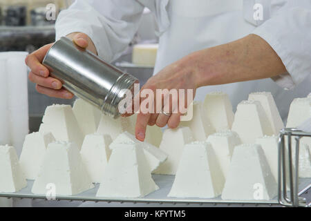 La fabrication du fromage de chèvre à la ferme "La Ferme du Petit Quenneval' dans Wirwignes (nord de la France). Atelier, fromage de chèvre : salage Banque D'Images