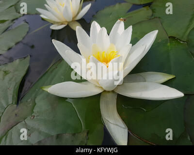 Weisse seerose, Nymphaea alba, heilpflanze, wasserpflanze ; Banque D'Images