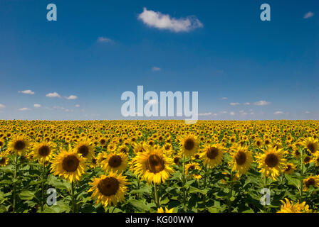 Tournesols en fleurs matures dans les hautes plaines du Texas Banque D'Images
