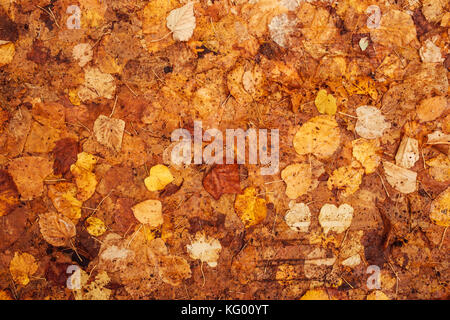 Feuilles d'automne sur le terrain, vue du dessus. jaune texture organique naturel comme fond pour l'automne Banque D'Images