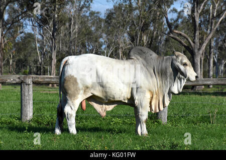 Taureaux brahman blanc Banque D'Images