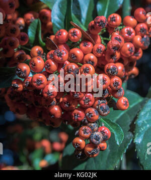 Sorbus aucuparia mountain ash tree fruits rouges Banque D'Images