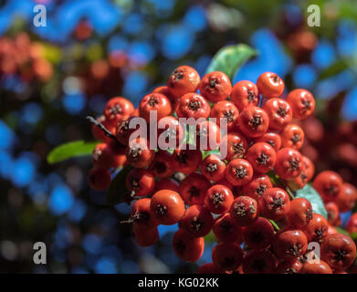 Sorbus aucuparia mountain ash tree fruits rouges Banque D'Images