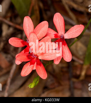 Grappe de fleurs orange / rose saumon de Freesia laxa syn. Anomatheca laxa sur un fond sombre Banque D'Images