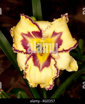 Fleur jaune spectaculaire avec froufrous rouge foncé bordé de pétales, l'hémérocalle Hemerocallis 'SSunday sandales - sur fond sombre Banque D'Images