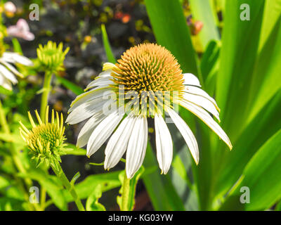 Superbe photo d'une macro d'échinacée blanche dans un jardin de fleurs sauvages près de Versailles France avec arrière-plan flou flou grossier Banque D'Images