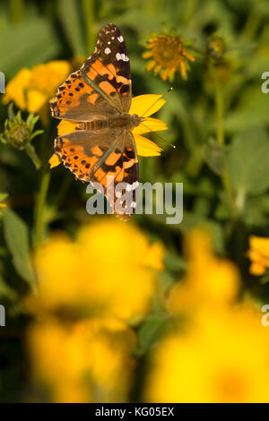 Papillon sur tournesol près de l'entrée est de l'ancienne gare, Theodore Roosevelt, l'unité nationale de Park-South Dakota du Nord Banque D'Images